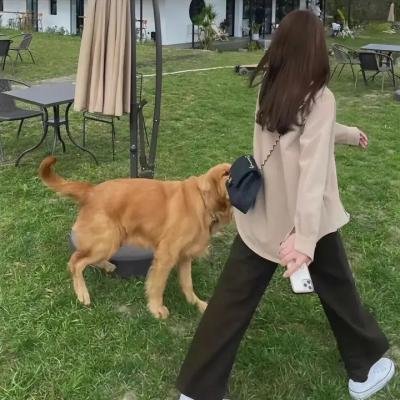 叔比狗 恶鬼大闹足球赛